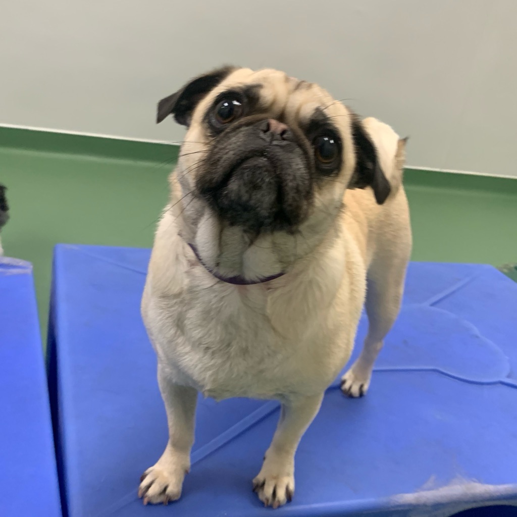 jpeg image-db6cf72cc920-1-1